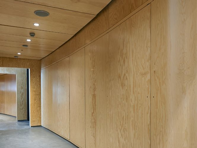 Pinoldoerfyrretrae 2